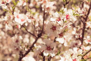 Fototapeta na wymiar Picture of the almond tree blossoms