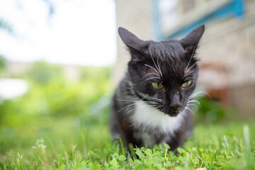 A domestic black cat walks on the grass in the garden.