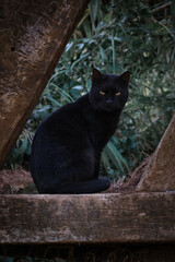 black cat on the street in the park