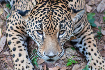 jaguar México felino balam