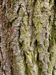 Bark of a tree - tree texture