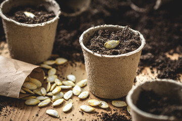 Sowing seeds into peat pot on table. Planting pumpkin seed. Agricultural activity at springtime