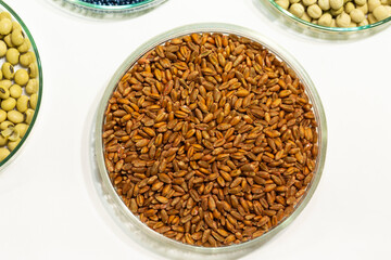 Wheat seeds, cereal seeds with red seed dressing or seed treatment