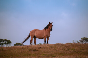 Elegante caballo en el campo de día mirando hacia la cámara  © g f e r r e i r x