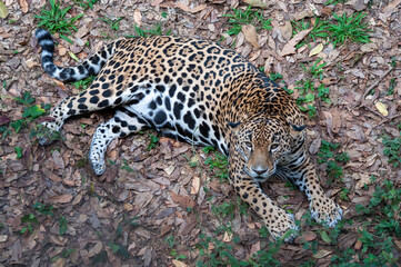jaguar México felino balam © Alex Medina