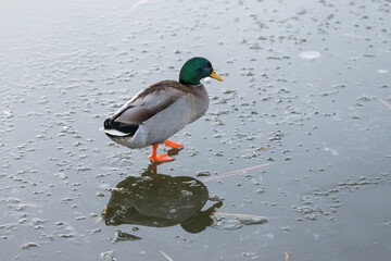 An adult duck walks across the ice of a frozen pond