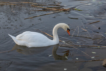 A swan swims on a pond among the ice. There are lettuce leaves around the swan.