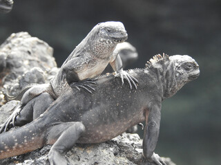 Closeup shot of Marine iguanas in the Galapagos Islands