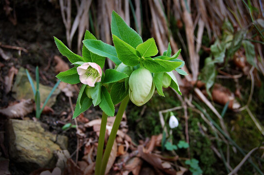 Caucasian hellebore in early spring