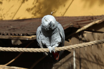 Grey Ara
