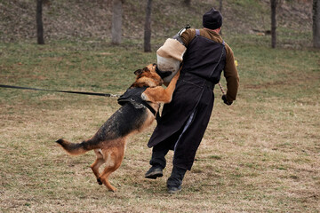 Russia, Krasnodar 31.01.2021. Training of service German Shepherds for protection at stadium....