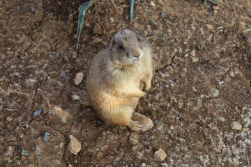 Prairie Squirrel