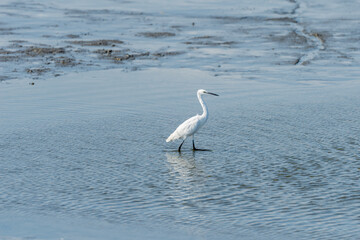 Little Egret on a pond in an early autumn morning near Zikhron Ya'akov, Israel.