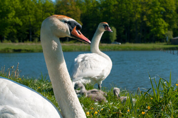 pair of swans with little swans