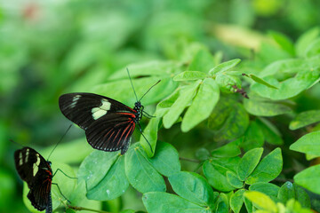 Obraz na płótnie Canvas Beautiful tropical butterfly sitting on a plant.