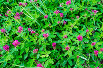 Clover flowers in a large meadow .