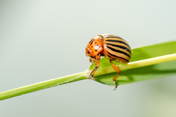 Colorado potato beetle crawling on a plant. Harmful insect.