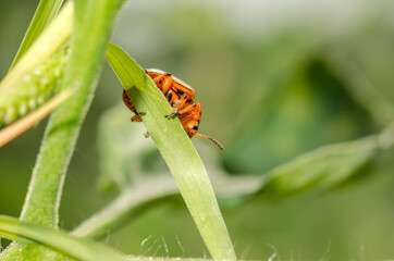 Colorado potato beetle crawling on a plant. Harmful insect.