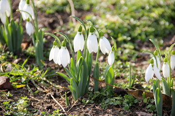 Snowdrop or common snowdrop (Galanthus nivalis) flowers.Snowdrops after the snow has melted. In the...