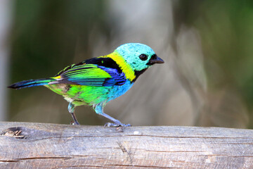 Green-headed tanager (Tangara seledon) perched on a log.