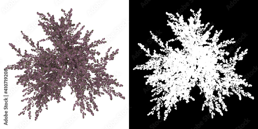 Canvas Prints top view of prunus serrulata kanzan tree. png with alpha channel to cutout. made from 3d model for c