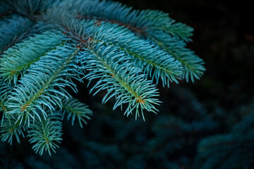 Spruce branch with long needles on a dark background