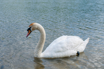 Fototapeta premium A white majestic swan floats in front of a wave of water. Young swan in the middle of the water. Drops on a wet head.
