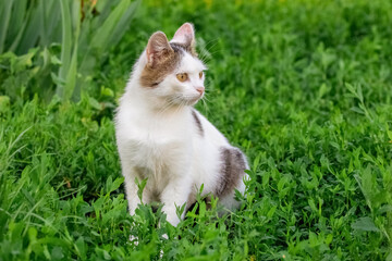 White spotted cat in the garden sitting on the green grass