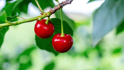 Red juicy cherry berries in the garden on a tree