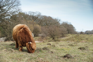 Highland cows in the field