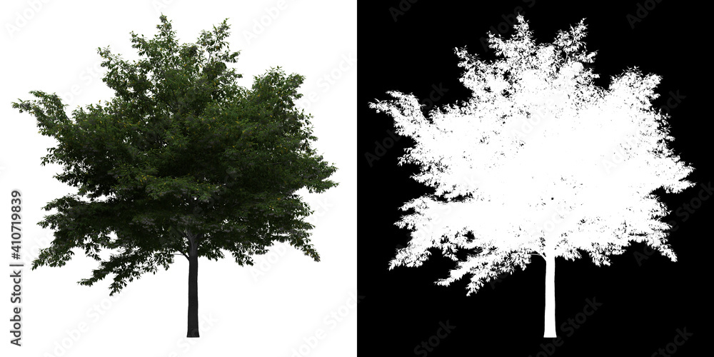 Wall mural left view of styrax japonicus tree. png with alpha channel to cutout. made from 3d model for composi