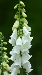 Digitalis (Foxglove) blooms in the summer garden
