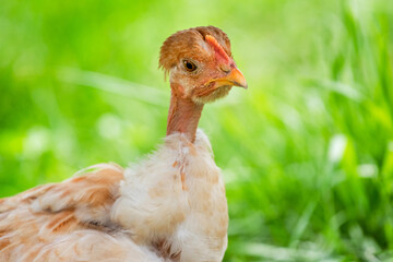 Young chicken with a bare neck in the garden on a background of green grass