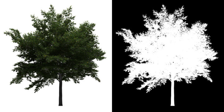 Left view of Styrax Japonicus Tree. PNG with alpha channel to cutout. Made from 3D model for compositing.