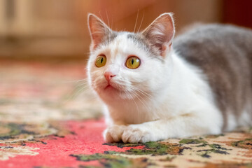 A cat with white and gray fur in a room on the floor looks up