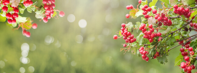 Summer banner with viburnum berries on a light green background, panorama
