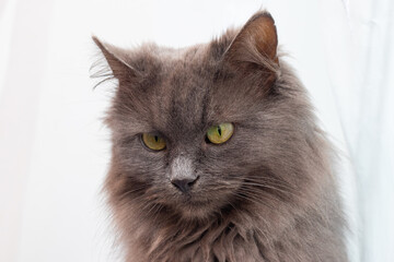 Gray fluffy cat close up on a light background