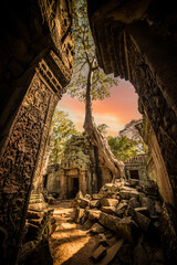 Fototapeta premium (Selective focus) Stunning view of the Ta Prohm temple with a big old tree. Ta Prohm is the modern name of the temple in Siem Reap, Cambodia.