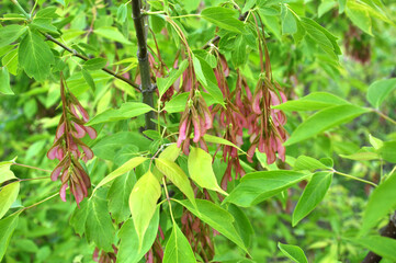 Maple (Acer negundo) grows in nature