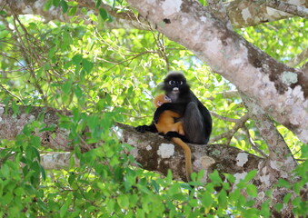 Malaysia Langkawi Island Dusky leaf monkeys