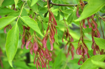 Maple (Acer negundo) grows in nature