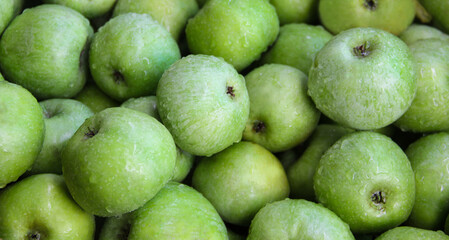 Apple background for designers. Green apples after rain