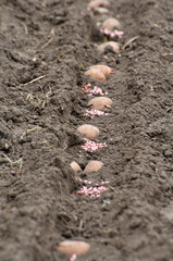 Seed potatoes are planted in rows in the soil before wrapping