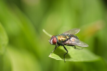 fly on green leaf