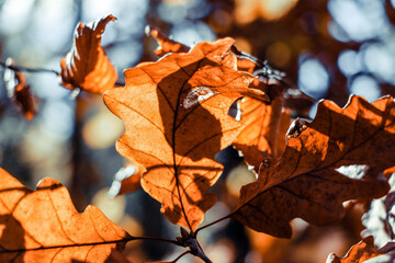Autumn light shining through a dead leaf close up.