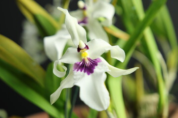 Close up in Miltonia flowers - white and purple colors 