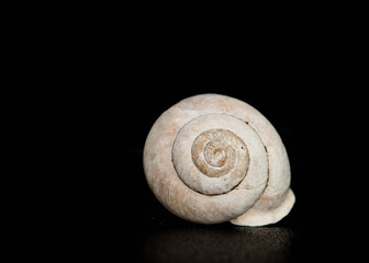snail shell isolated on black