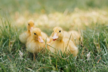 Group of little yellow ducklings walk in green grass