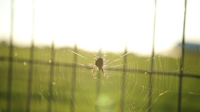 Spider web on a meadow in the rays of rising sun, spider on background a golden sunset