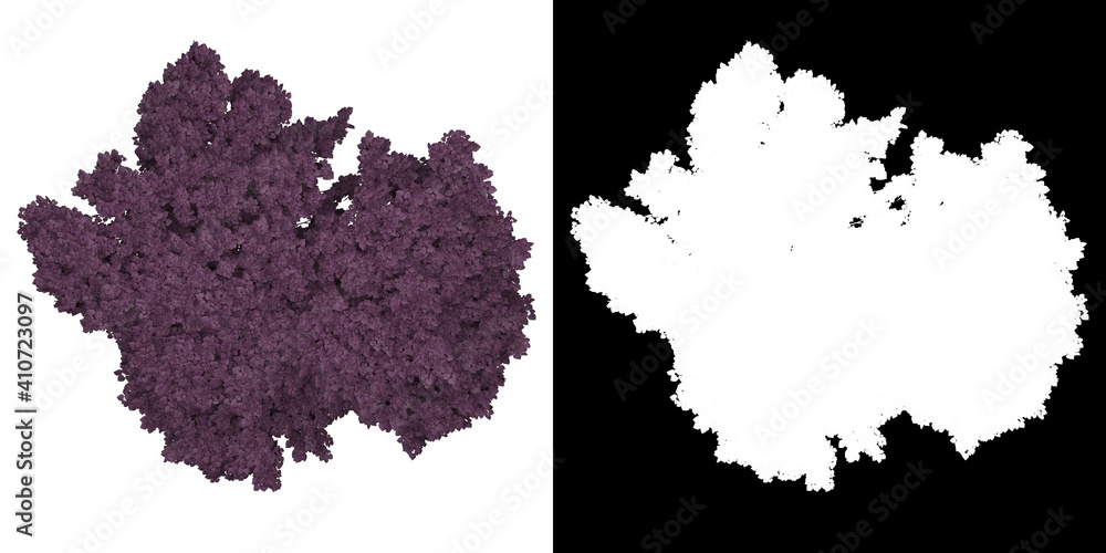 Canvas Prints top view of cercis canadensis tree. png with alpha channel to cutout. made from 3d model for composi